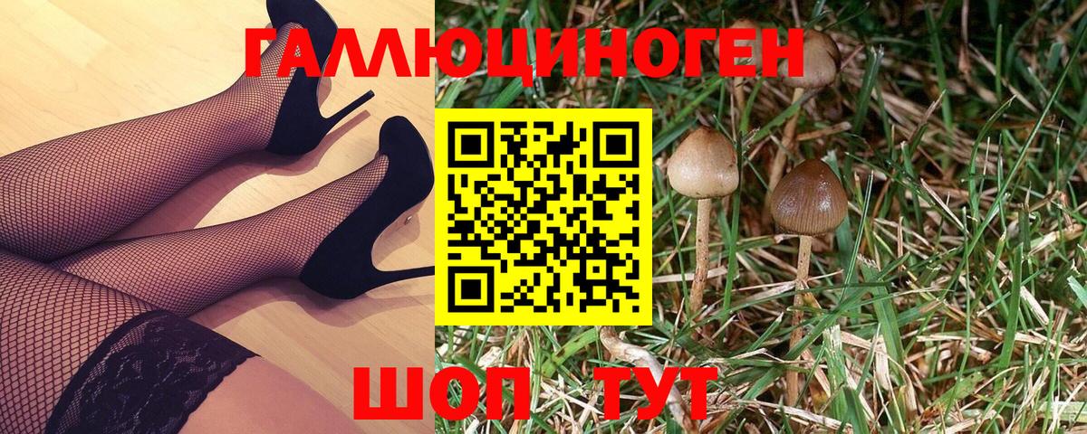 Псилоцибиновые грибы Cubensis Дивногорск