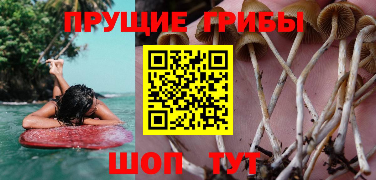 Дивногорск  Галлюциногенные грибы Cubensis  Вход с VPN 